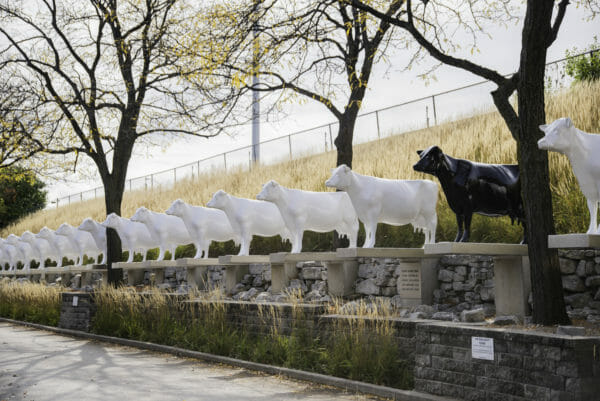 Cow statues at Kopp's Frozen Custard
