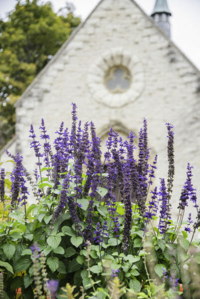 Purple flowers in front of chapel at Marquette University