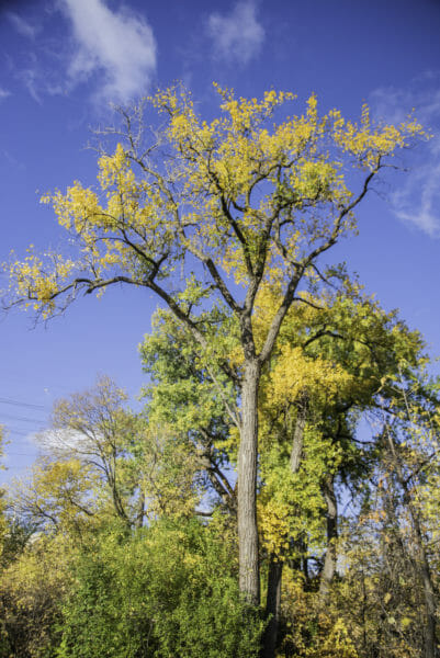 Tree with yellow leaves against blue sky