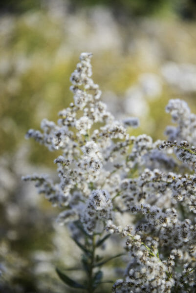 White fuzzy plant