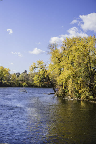 Trees with yellow leaves along river