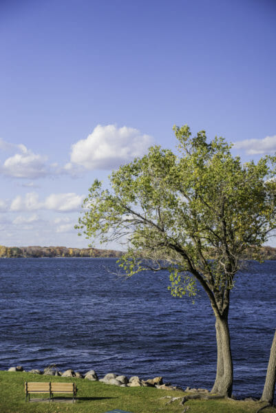 Tree next to Lower Lake in Excelsior, Minnesota