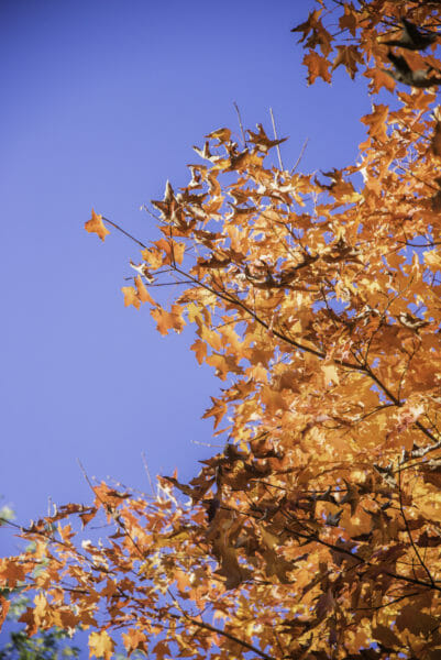 Orange leaves against blue sky