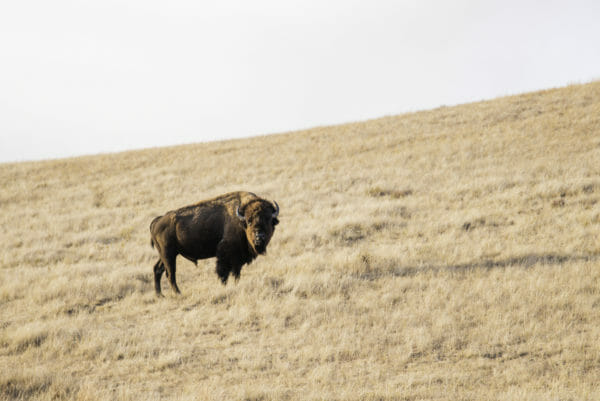 Bison in grass field in Theodore Roosevelt National Park