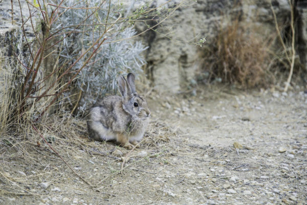 Rabbit in desert