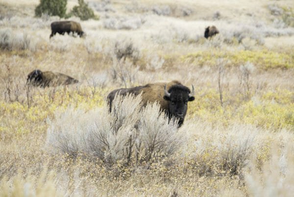 Bison behind bush in Theodore Roosevelt National Park