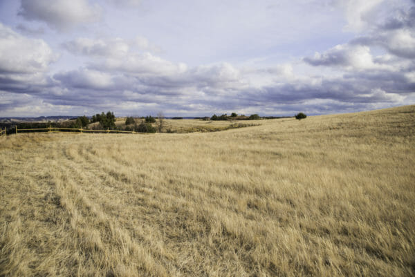 Grass field in North Dakota