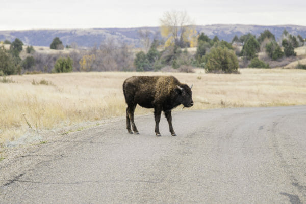 Baby bison in road in Theodore Roosevelt National Park