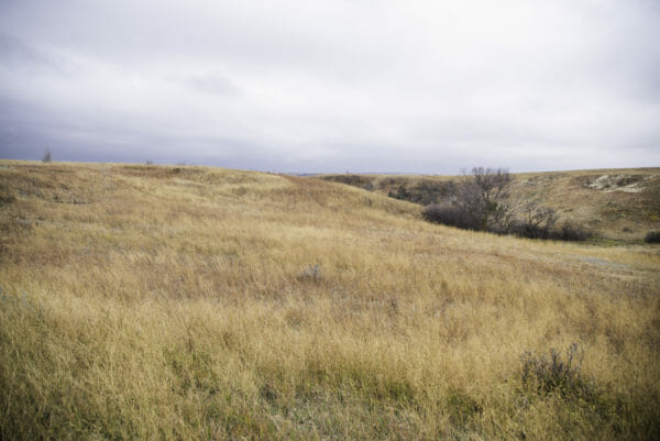 Grass field in Theodore Roosevelt National Park