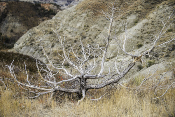 Dead tree in Theodore Roosevelt National Park