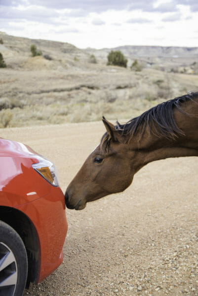 Horse smelling red car