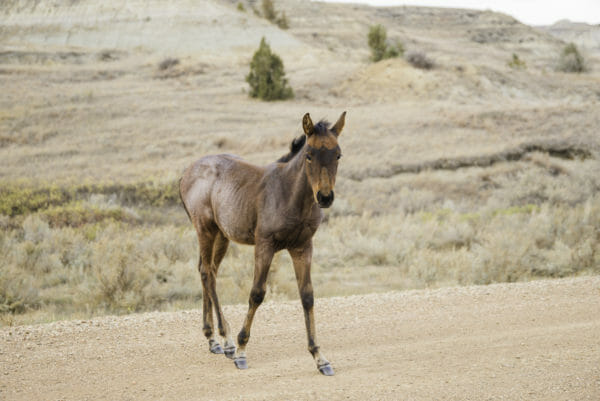 Brown colt on a road