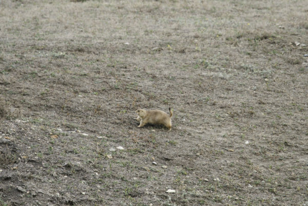 Groundhogs in Theodore Roosevelt National Park