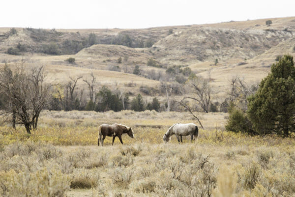 Wild horses in Theodore Roosevelt National Park