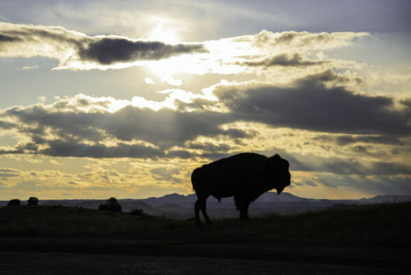 Bison against sunset in Theodore Roosevelt National Park
