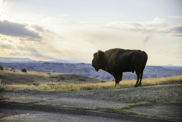 Bison against sunset in Theodore Roosevelt National Park