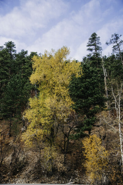 Tree with yellow leaves in the Black Hills