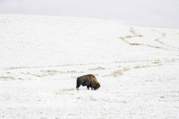 Bison standing in snow