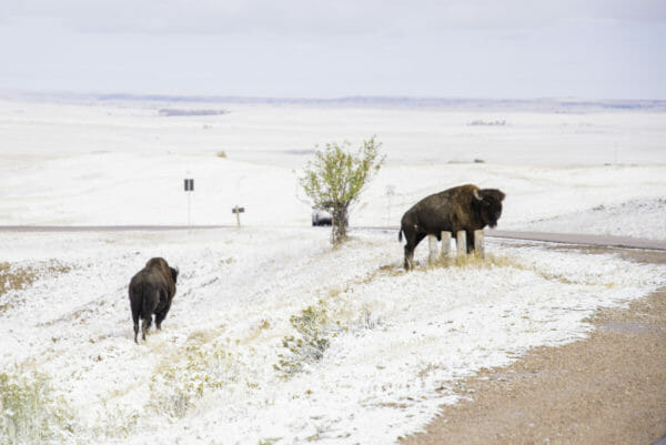 Two bison standing in snow