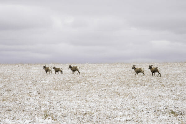 Bighorn sheep in field