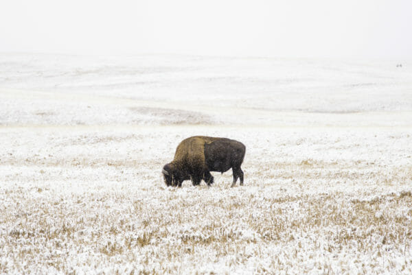Bison in the snow