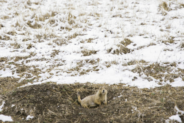 Prairie dog on dirt mound