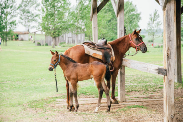 Brown horse with a colt