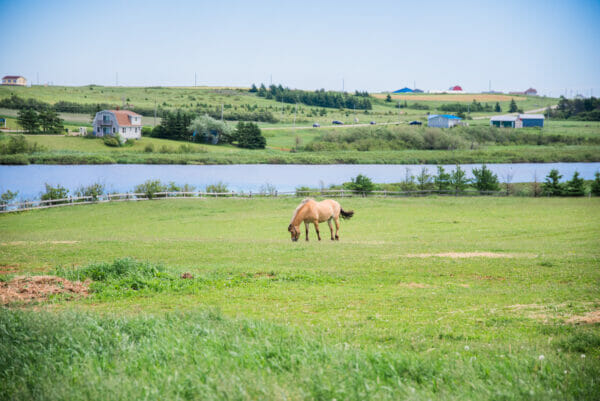 horse on countryside of Prince Edward Island
