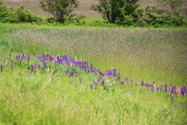 purple field in Prince Edward Island